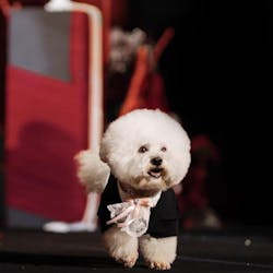 Customizable Pet Tuxedo Suit - Stylish Formal Wear