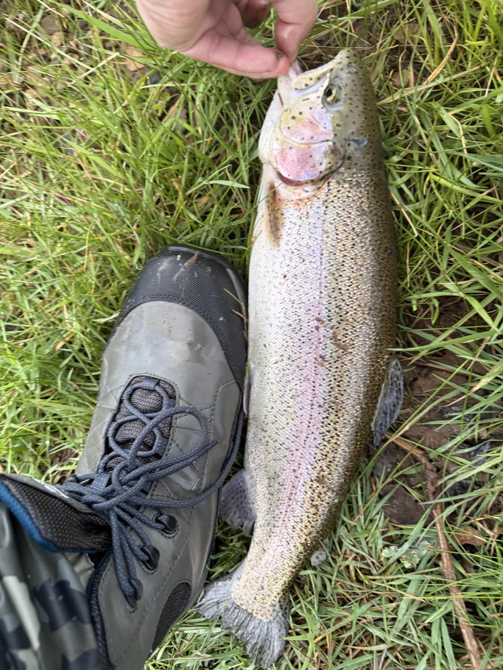 Dover's Peach Fly – Mossy Creek Fly Fishing