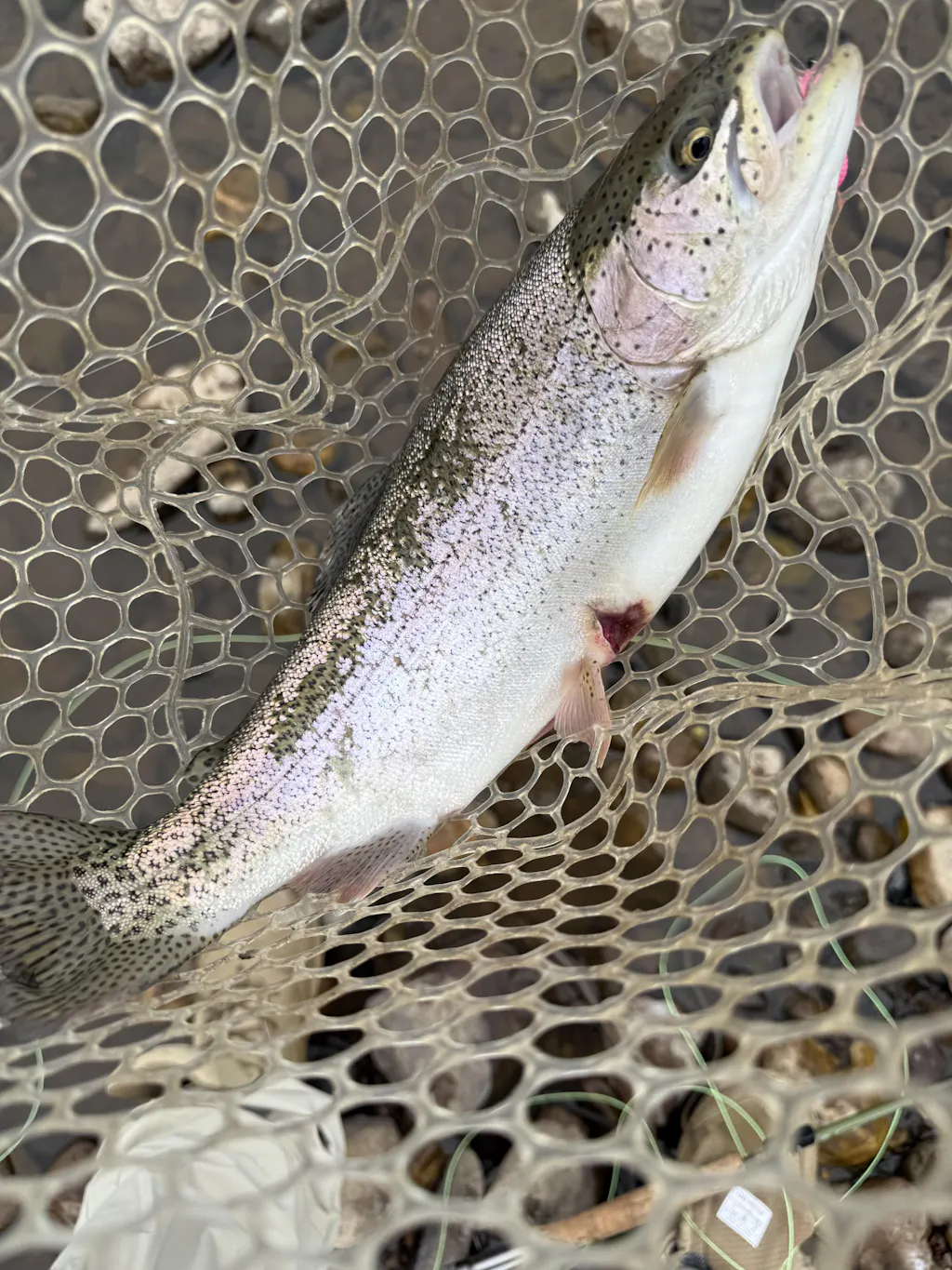 Dover's Peach Fly – Mossy Creek Fly Fishing
