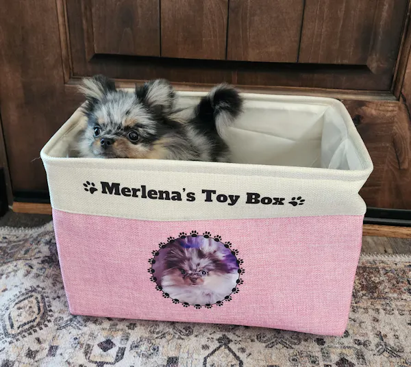 Dog sitting in her personalized toy box