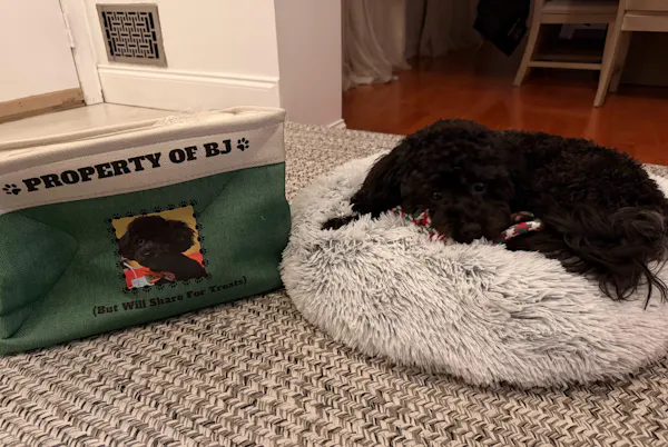 Dog toy box in home