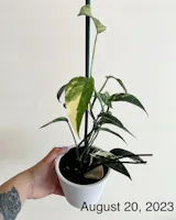 User picture