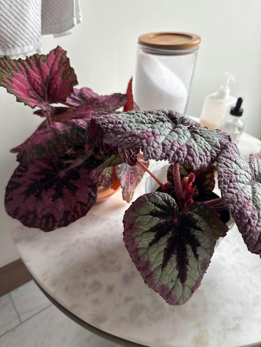 Mother Soil - 3 Quarts