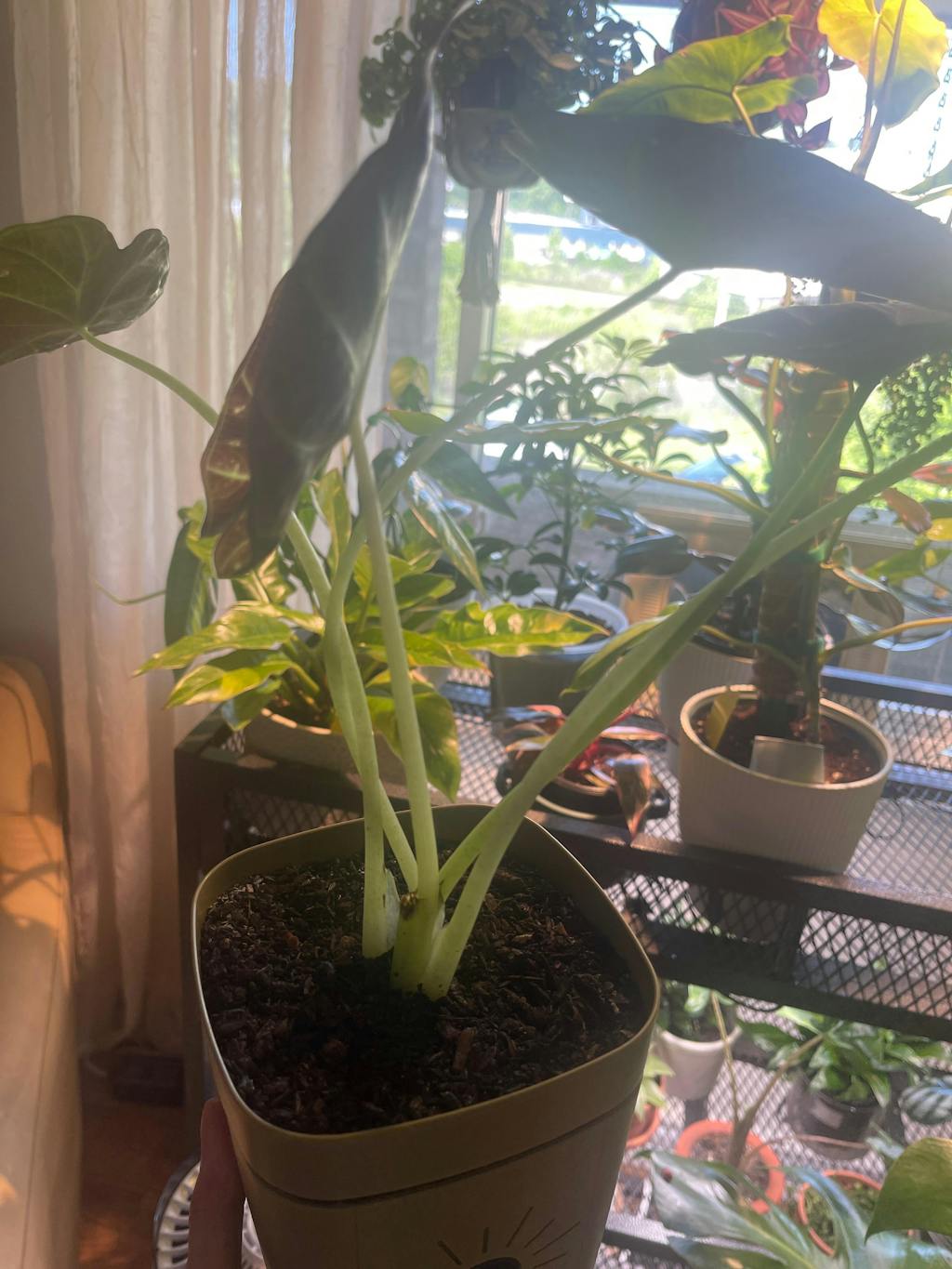 Mother Soil - 3 Quarts