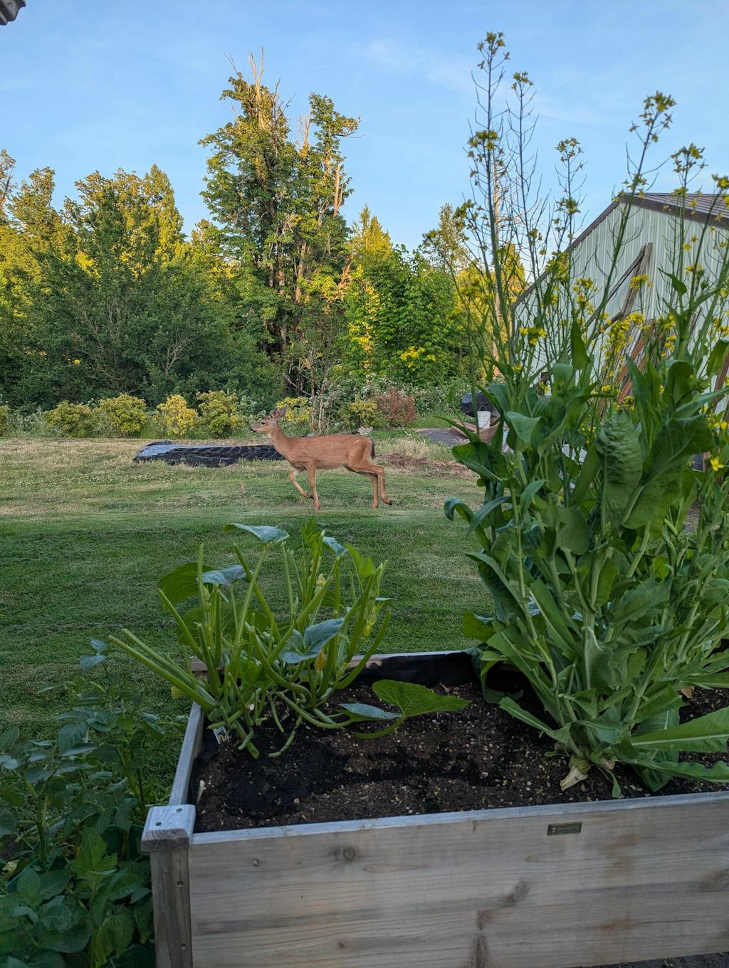 Mother Soil - 3 Quarts