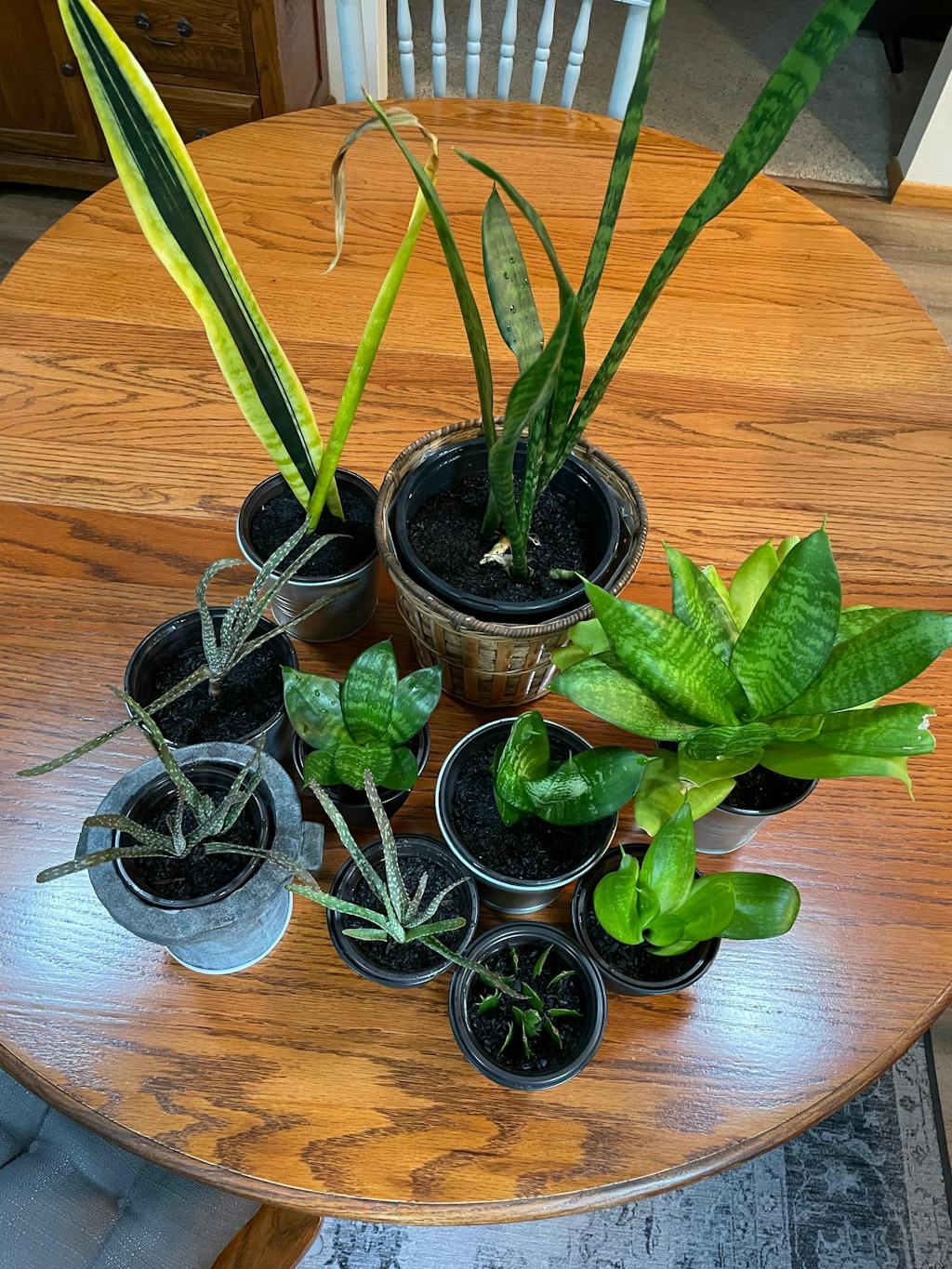 Mother Soil - 3 Quarts