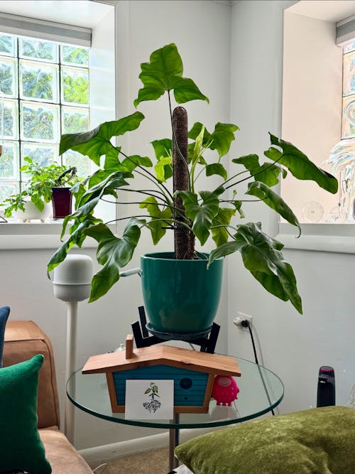 Mother Soil - 3 Quarts