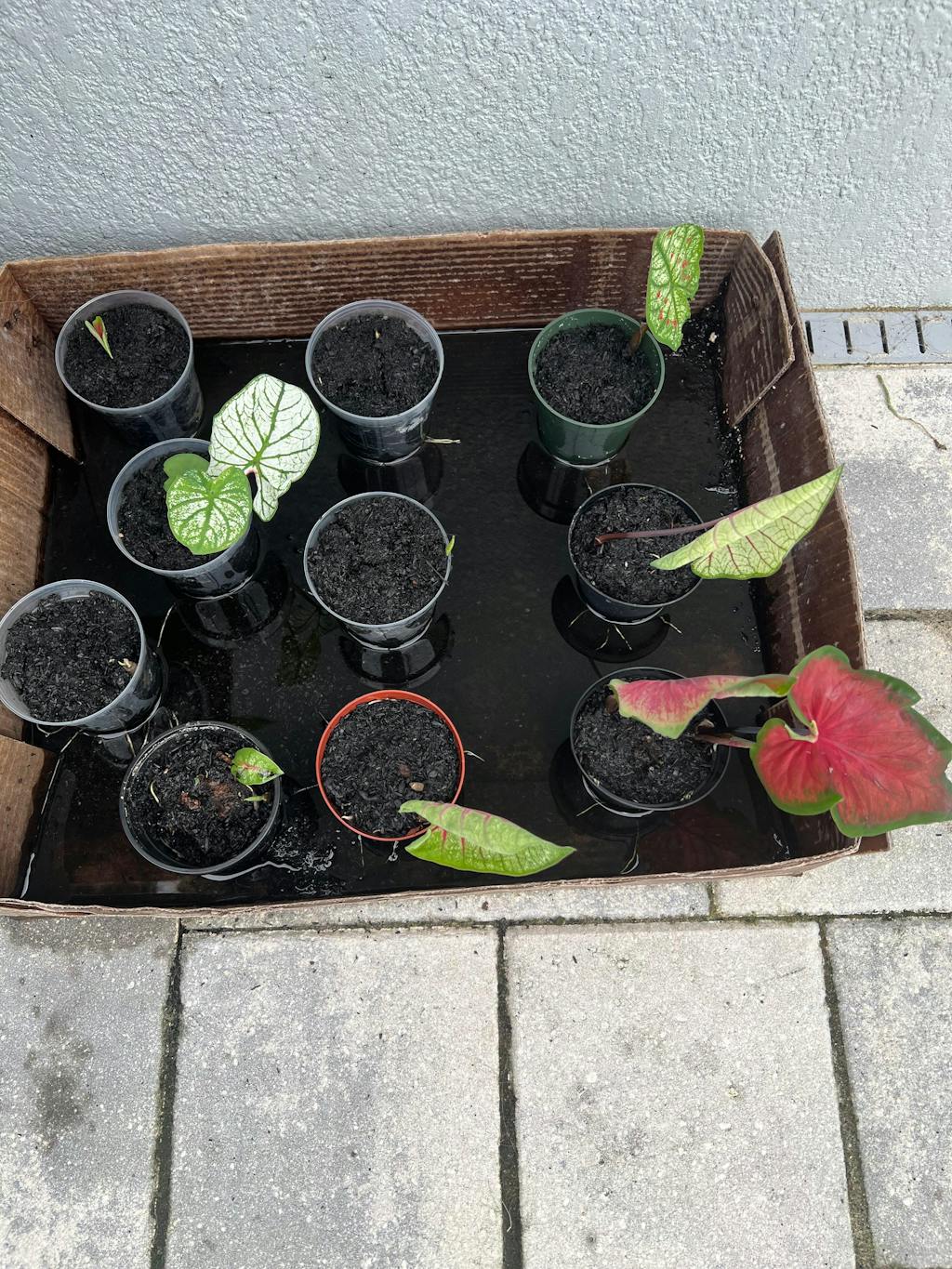 Mother Soil - 3 Quarts