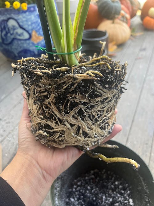 Mother Soil - 3 Quarts