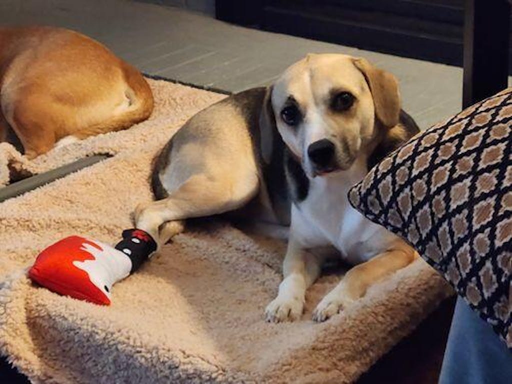 Bloody Cleaver Dog Squeaky & Crinkle Toy for Killer Dogs MrsCopyCat