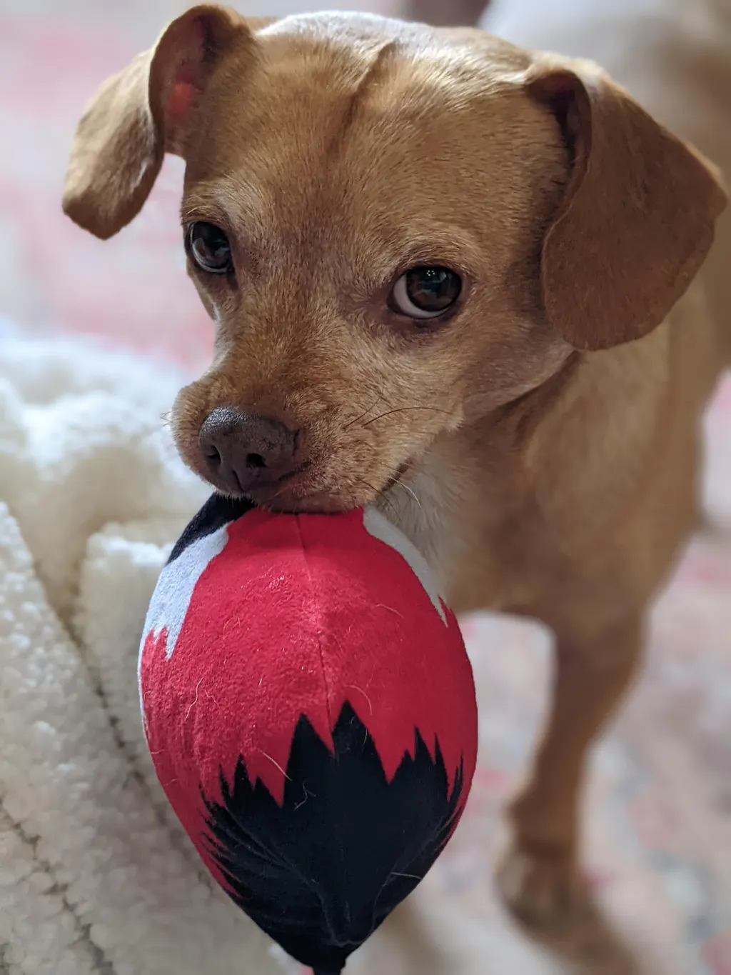 Bloody Bone Saw Dog Plush Toy