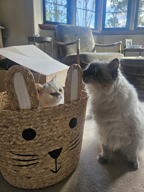 Bunny Basket