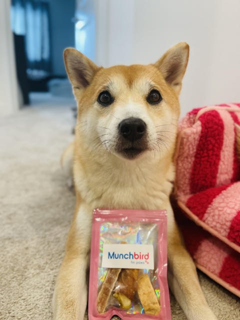 Munchbird Sampler B: 4 Top-Pick Dog Treats