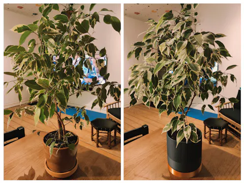 Seedling urtepotteskjuler