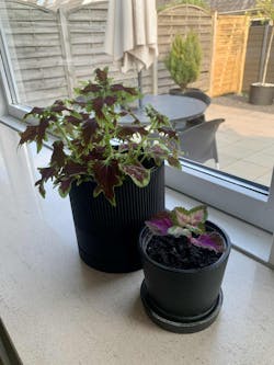 Seedling sort Ø13cm