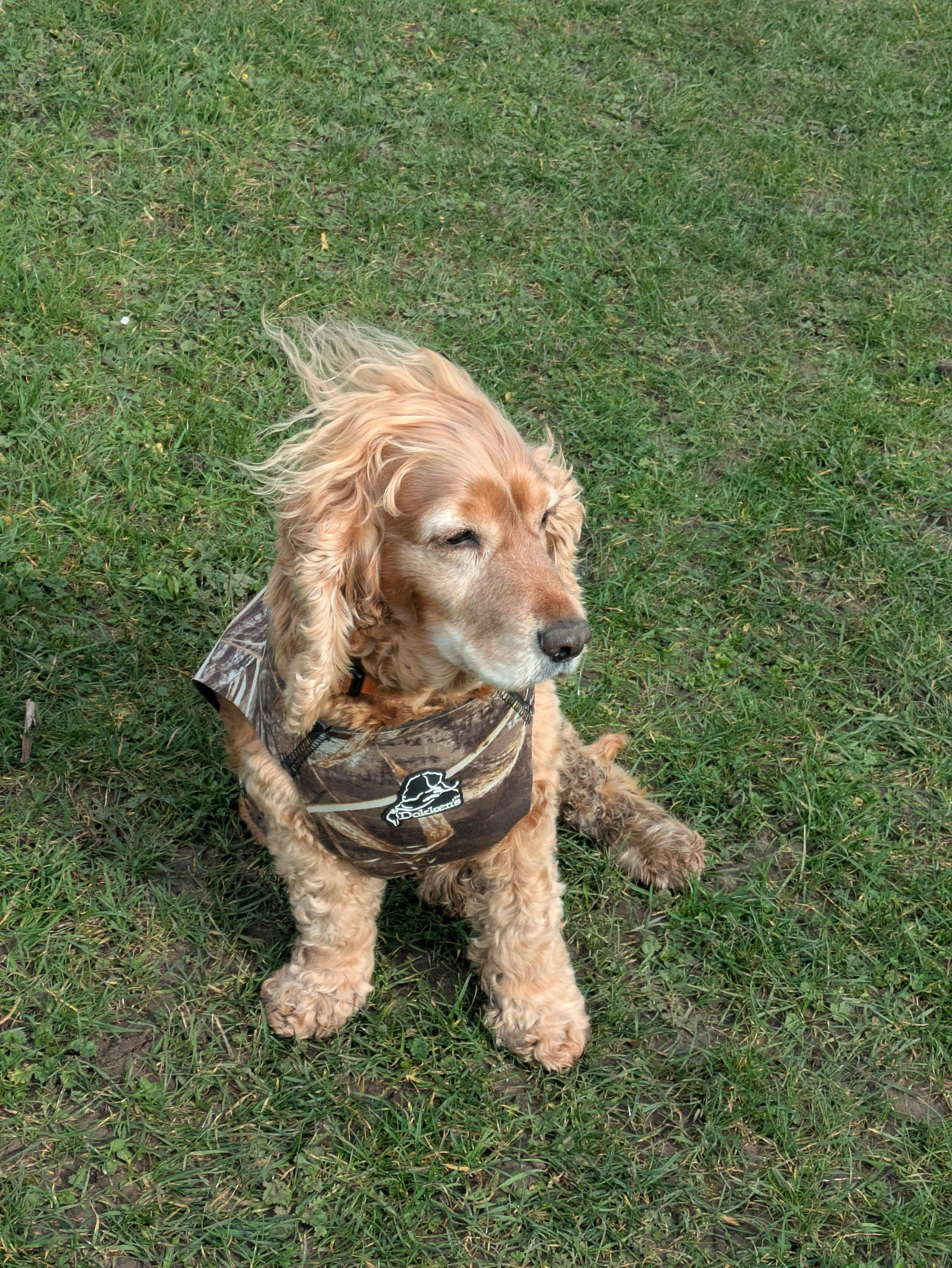 Neoprene Dog Vests: Dokken Supervest Xtreme | Muntjac Trading