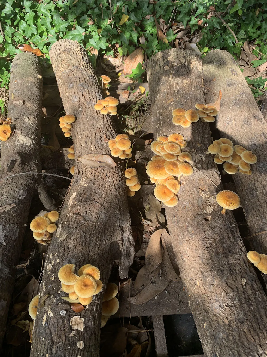 Chestnut Fungus Sawdust Spawn - (Pholiota adiposa) - 5lb