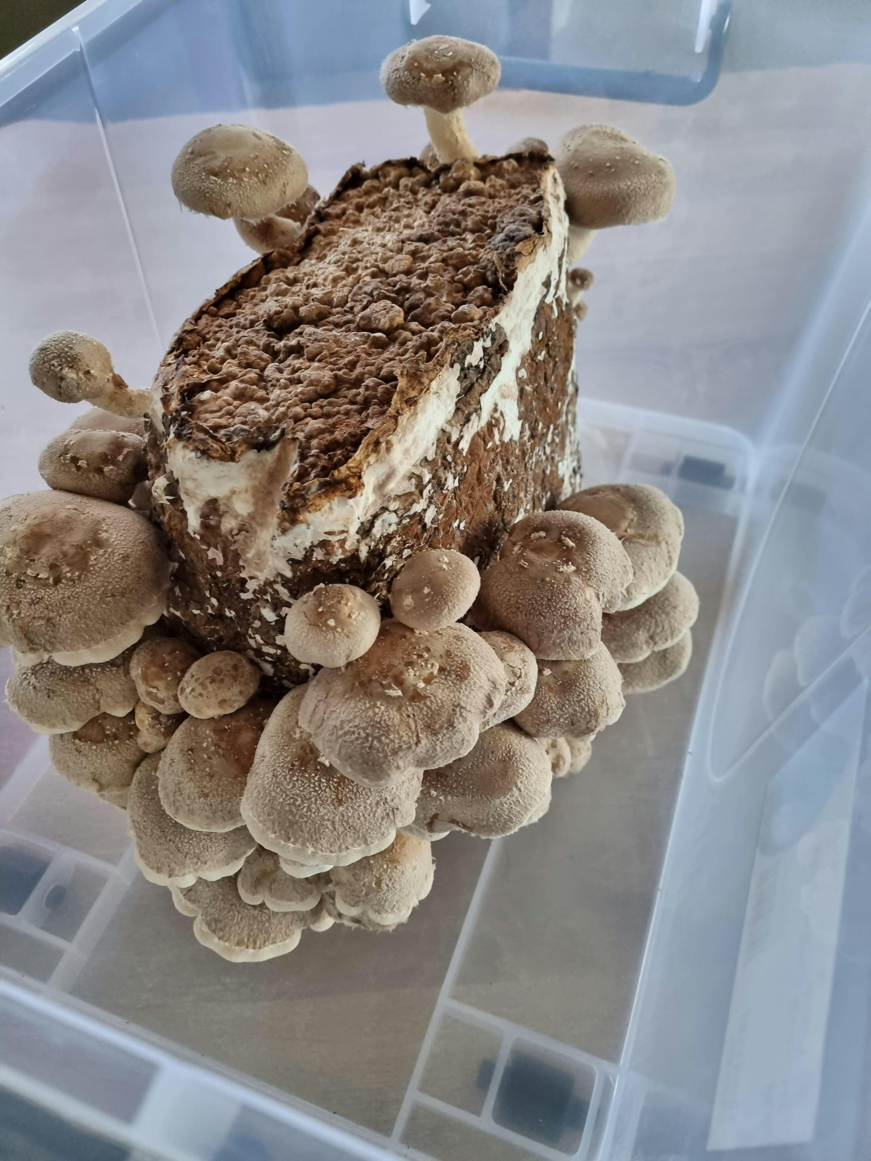 Shiitake Mushroom Grow Kit Raglan, NZ Mushrooms by the Sea