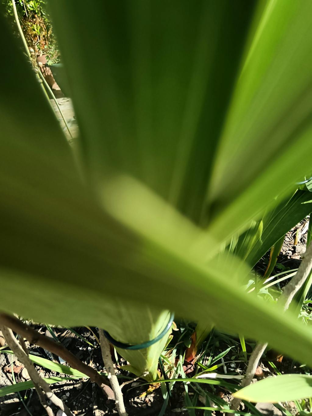 Set de 10 Tutores para Enderezar Plantas y Flores