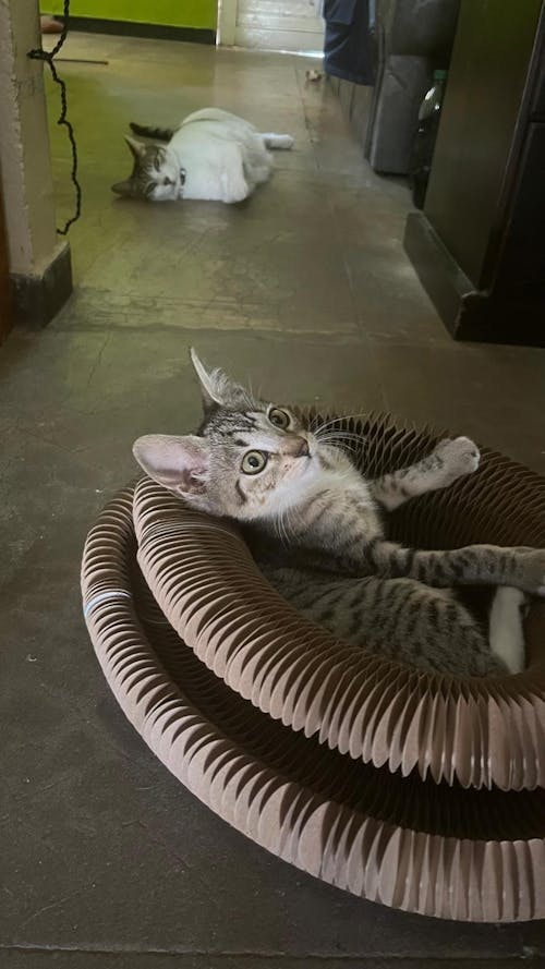 Scratchy Rascador con Pelota para Gatos