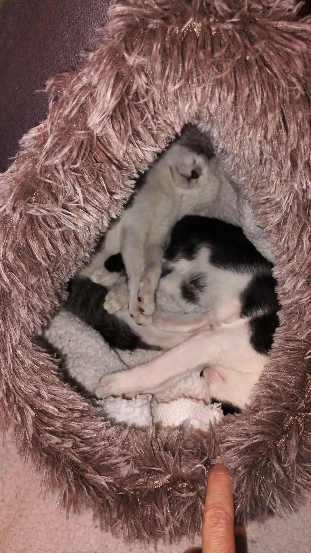 Cama Cueva Térmica Abrigada para Gatos con Almohada