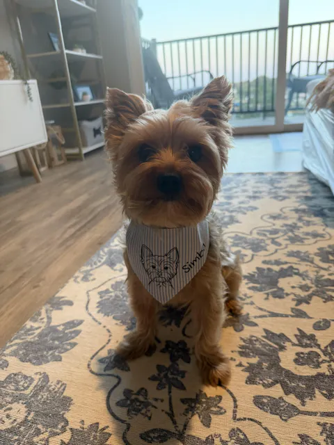 Personalized Baby Blue Signature Bandana