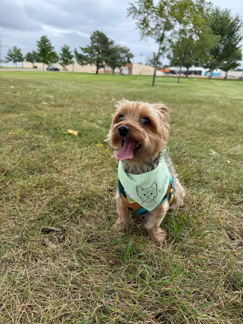 Personalized Lime Green Signature Bandana