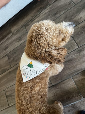 Holiday Natural Signature Bandana