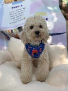 Arnés Ajustable Super Dogs