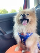 Arnés Ajustable Super Dogs