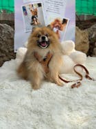 Arnés Ajustable Teddy