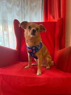 Arnés Ajustable Super Dogs