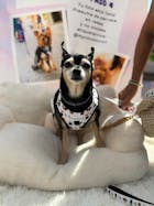 Arnés Ajustable Kimono Dogs