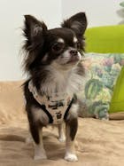 Arnés Ajustable Kimono Dogs