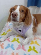 Arnés Ajustable Bloom & Glow