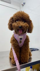 Arnés Ajustable Bloom & Glow