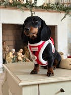 Pack Arnés Santa - Caja Navideña Edición Especial- Peluche + Bandana