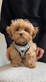 Arnés Ajustable Chic & Glam