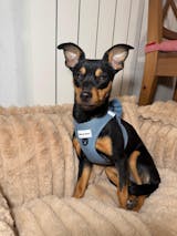 Arnés Ajustable Blue Jeans