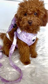 Pack Bloom & Glow  Arnés Ajustable + Correa + Porta Bolsas Doble