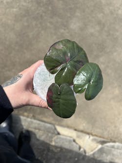 My Plantasy