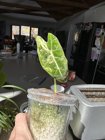2x avail Rare Alocasia Frydek Albo Variegated plants non tc