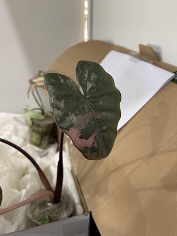 SUPER Rare Alocasia Yucatan Princess variegated,Large maturing plant,non tc