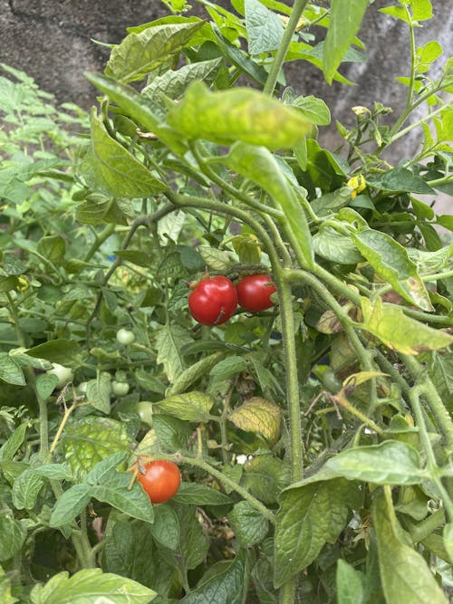 Ecoagra Plant Based Natural Growth Enhancer - 450ml