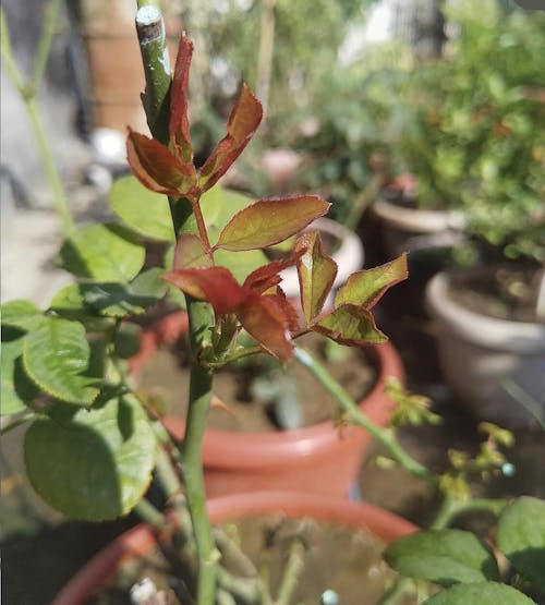 Ecoagra Plant Based Natural Growth Enhancer - 450ml