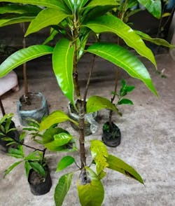 My Store