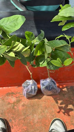 Yellow Seedless Lemon Hybrid Airlading Plant