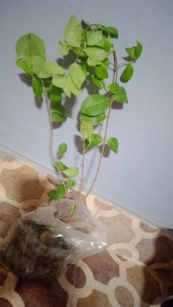 Black Stone Mango Plant