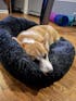The Original Haven™ Calming Dog Bed - 40% OFF AND FREE SHIPPING