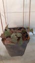 Ceropegia Woodii String of Hearts Succulent Plant